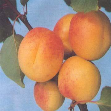 Apricot Chutney Apricot Chutney picture