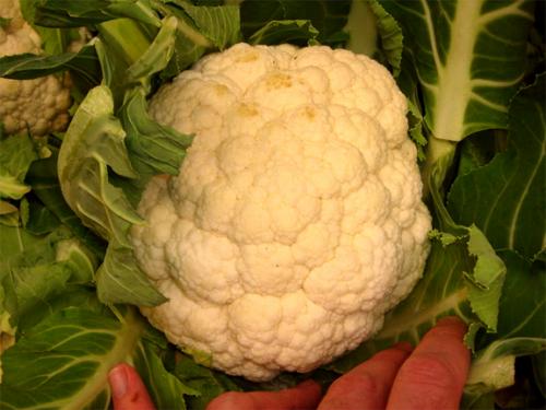 Cauliflower Polonaise Cauliflower Polonaise picture