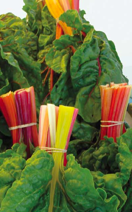 Swiss Chard Sauce for Pasta Swiss Chard Sauce for Pasta picture