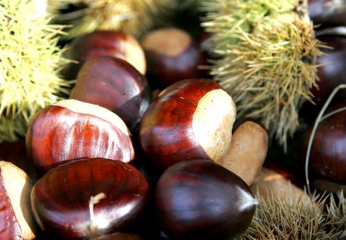 Chestnut Sauce Chestnut Sauce picture