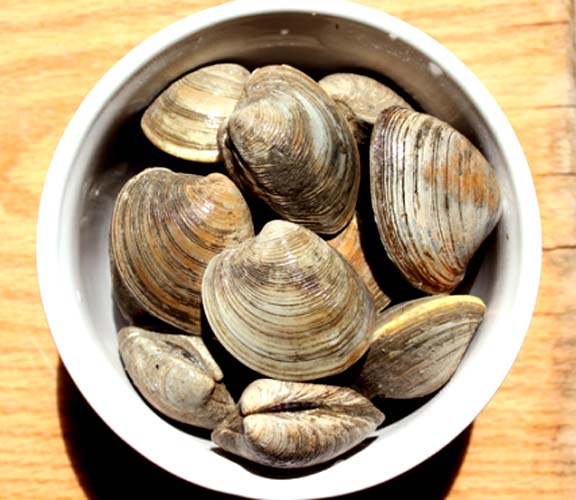 Clams Mornay Clams Mornay picture
