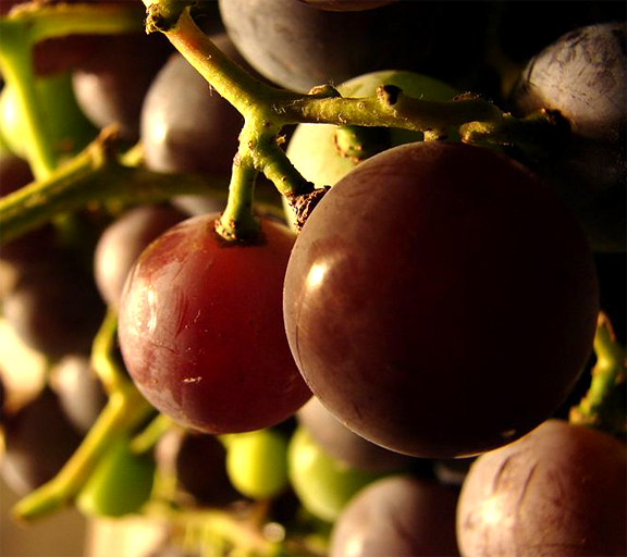 Concord Grape Jelly Concord Grape Jelly picture