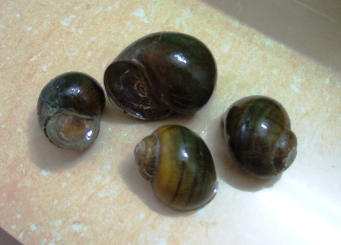 Japanese Trapdoor Snails Japanese Trapdoor Snails picture