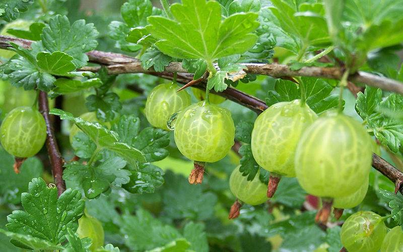 Gooseberry Sauce Gooseberry Sauce picture