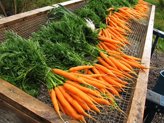 Carrots Carrots