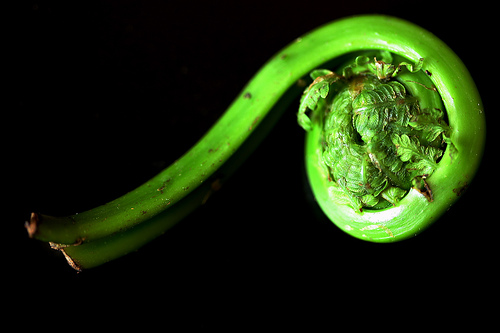 546835-tips-for-storing-fiddlehead-ferns.jpg