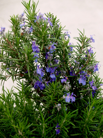 Rosemary Oil Rosemary