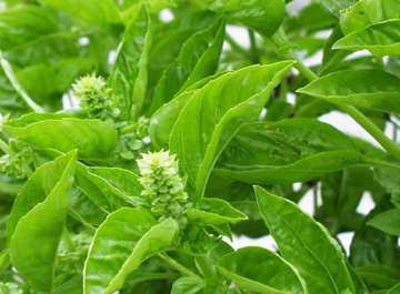 health benefits of basil - from root to leaf health benefits of basil - from root to leaf