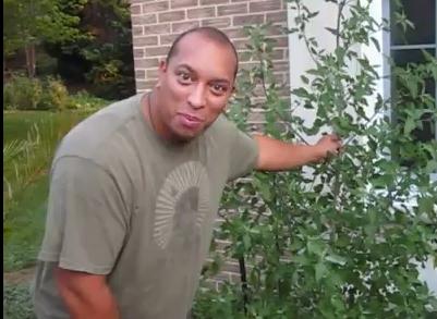 Edible Garden Weeds | ifood.tv