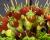 Image of Apple-fruit Kabobs, ifood.tv