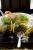 Image of Buffet Jellied Cantaloupe Salad, ifood.tv