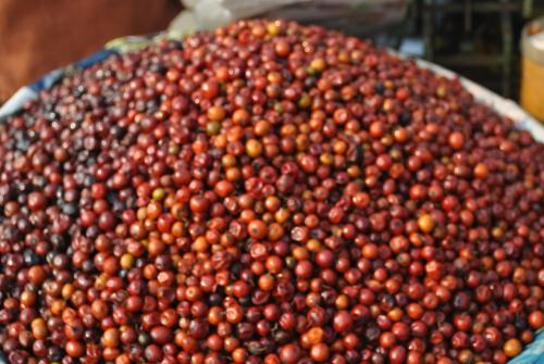 Juniper Berry