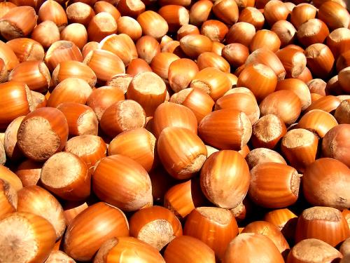 hazel nuts
