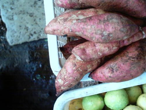 Sweet potatoes are rich in vitamins