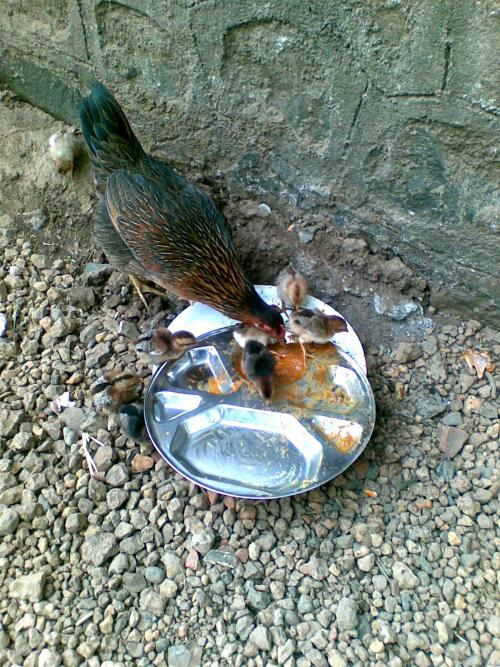 free range chicken
