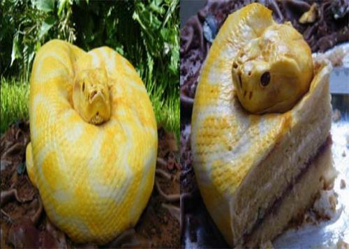 Cake Snake