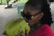 How To Pick Coconuts From Tree