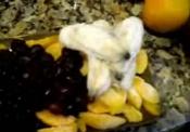 #4 Green Smoothie Challenge 10 13 09