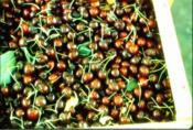About Cherries