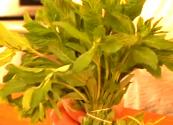 The Best Way To Store Your Fresh Herbs