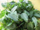 Indian Mint Chutney