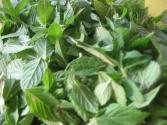 Mint Chuttnee Recipe