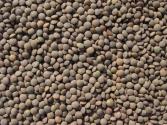 Lentil Hummus
