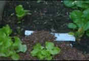 Mulching Your Garden With Newspaper And Cocoa Shell