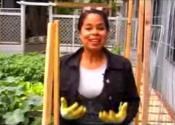 How To Grow Night Shade Plants