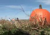 Pumpkin Patch Event