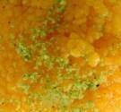 Motichoor Ladoo