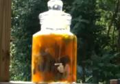 Sunbrewed Tea With Mint, Ice And Lemon