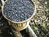 Acai Berry Diet and Benefits 