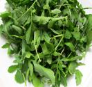 Seasons - Arugula