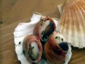 Bacon Wrapped Scallops & Mushrooms 