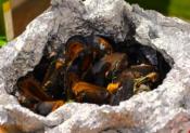 Mussels On The Barbecue