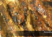 Garlic Onion Brown Sugar Rub Marinated Baked Ribs