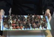 Teriyaki Kabobs