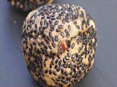 Black Sesame Seed Balls
