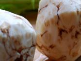 Boiled Celery Root