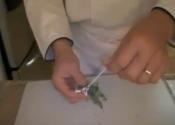 Bouquet Garni