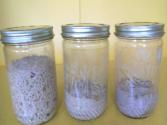 #1081 How To Make Natural Yeast