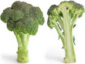 Nutritional Benefits of Broccoli and Alfalfa Sprouts