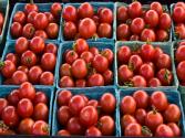 Tomato Canning Basics