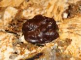 Cherylshomecooking/home Made Candy Turtles