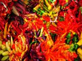 Chilli Dude From Oz