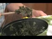 Collard Greens