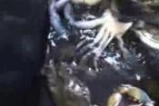 Jersey Blue Claw Crabs - Part 2 : Cutting The Crabs