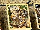 Graham Cracker Cookie