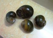Japanese Trapdoor Snails